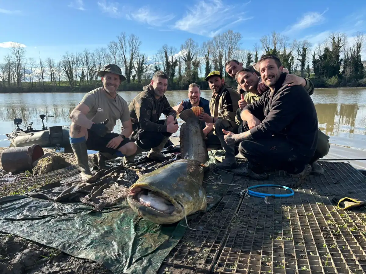 Pêche au Silure